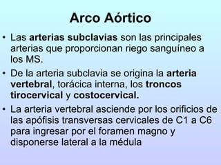 Arco Aórtico Las  arterias subclavias  son las principales arterias que proporcionan riego sanguíneo a los MS.  De la arteria subclavia se origina la  arteria vertebral , torácica interna, los  troncos tirocervical  y  costocervical.   La arteria vertebral asciende por los orificios de las apófisis transversas cervicales de C1 a C6 para ingresar por el foramen magno y disponerse lateral a la médula 