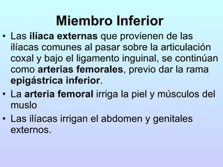 Miembro Inferior   Las  ilíaca externas  que provienen de las ilíacas comunes al pasar sobre la articulación coxal y bajo el ligamento inguinal, se continúan como  arterias femorales , previo dar la rama  epigástrica inferior .  La  arteria femoral  irriga la piel y músculos del muslo Las ilíacas irrigan el abdomen y genitales externos. 