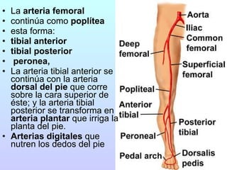 La  arteria femoral   continúa como  poplítea esta forma: tibial anterior tibial posterior peronea,   La arteria tibial anterior se continúa con la arteria  dorsal del pie  que corre sobre la cara superior de éste; y la arteria tibial posterior se transforma en  arteria plantar  que irriga la planta del pie.  Arterias digitales  que nutren los dedos del pie 