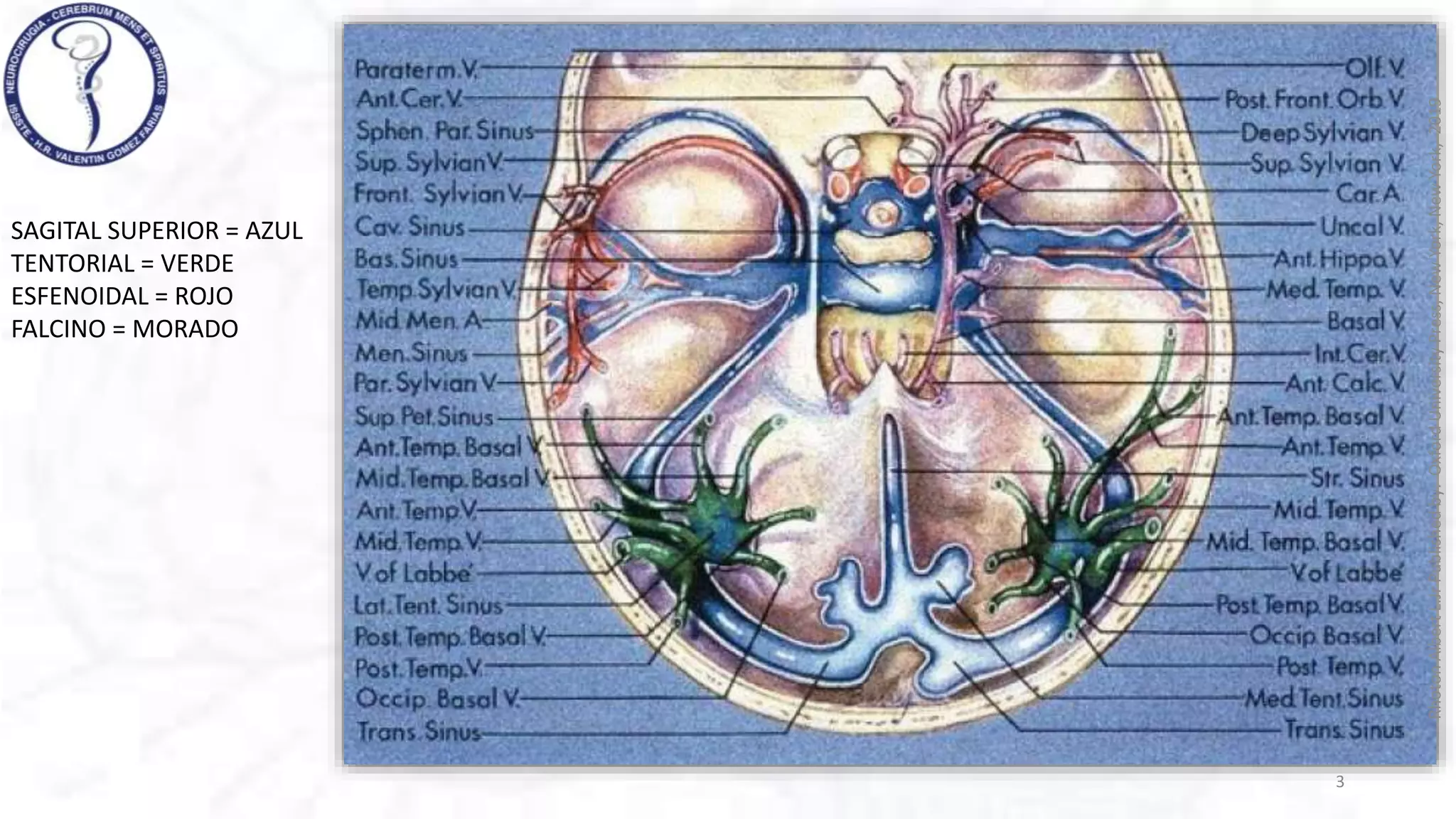 VENAS CEREBRALES rhoton .pptx