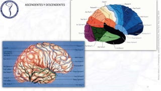 VENAS CEREBRALES rhoton .pptx
