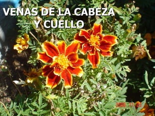 VENAS DE LA CABEZA Y CUELLO 