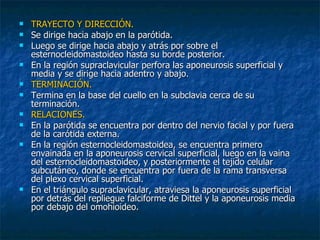 TRAYECTO Y DIRECCIÓN. Se dirige hacia abajo en la parótida. Luego se dirige hacia abajo y atrás por sobre el esternocleidomastoideo hasta su borde posterior. En la región supraclavicular perfora las aponeurosis superficial y media y se dirige hacia adentro y abajo. TERMINACIÓN. Termina en la base del cuello en la subclavia cerca de su terminación. RELACIONES. En la parótida se encuentra por dentro del nervio facial y por fuera de la carótida externa. En la región esternocleidomastoidea, se encuentra primero envainada en la aponeurosis cervical superficial, luego en la vaina del esternocleidomastoideo, y posteriormente el tejido celular subcutáneo, donde se encuentra por fuera de la rama transversa del plexo cervical superficial. En el triángulo supraclavicular, atraviesa la aponeurosis superficial por detrás del repliegue falciforme de Dittel y la aponeurosis media por debajo del omohioideo. 