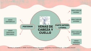 PARTE ANTERO-
LATERAL
POSTERIOR VENAS DE
CABEZA Y
CUELLO
VENA YUGULAR
EXTERNA
VENA YUGULAR
INTERNA
VENAS
TIROIDEAS
INFERIORES
VENA YUGULAR
ANTERIOR
VENAS
CERVICALES
PROFUNDAS
VENAS
VERTEBRALES
Rouviére, H., & Delmas, A. (2005). Anatomía Humana: Descriptiva, topográfica y funcional (11a. ed. --.). Barcelona: Elsevier
Masson.
 