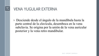 VENA YUGULAR EXTERNA
› Desciende desde el ángulo de la mandíbula hasta la
parte central de la clavícula, desemboca en la vena
subclavia. Se origina por la unión de la vena auricular
posterior y la vena retro mandibular.
RAÚL SÁNCHEZ ESPINOZA.
 