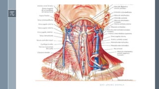RAÚL SÁNCHEZ ESPINOZA.
 