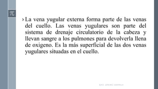 › La vena yugular externa forma parte de las venas
del cuello. Las venas yugulares son parte del
sistema de drenaje circulatorio de la cabeza y
llevan sangre a los pulmones para devolverla llena
de oxigeno. Es la más superficial de las dos venas
yugulares situadas en el cuello.
RAÚL SÁNCHEZ ESPINOZA.
 