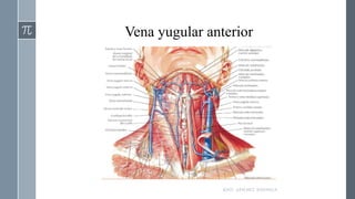 Vena yugular anterior
RAÚL SÁNCHEZ ESPINOZA.
 