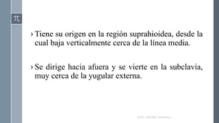 › Tiene su origen en la región suprahioidea, desde la
cual baja verticalmente cerca de la línea media.
› Se dirige hacia afuera y se vierte en la subclavia,
muy cerca de la yugular externa.
RAÚL SÁNCHEZ ESPINOZA.
 