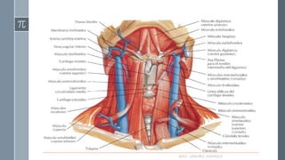 RAÚL SÁNCHEZ ESPINOZA.
 