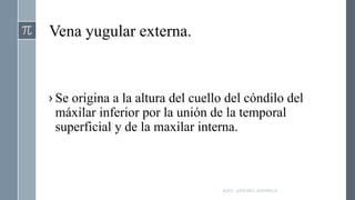 Vena yugular externa.
› Se origina a la altura del cuello del cóndilo del
máxilar inferior por la unión de la temporal
superficial y de la maxilar interna.
RAÚL SÁNCHEZ ESPINOZA.
 
