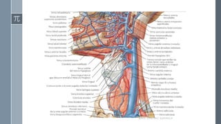RAÚL SÁNCHEZ ESPINOZA.
 