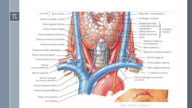 Venas de la cabeza y cuello