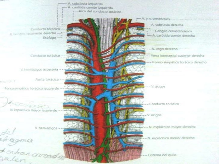 Venas de la columna vertebral