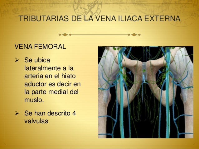 Funcion De La Vena Iliaca Externa www.slideshare.net