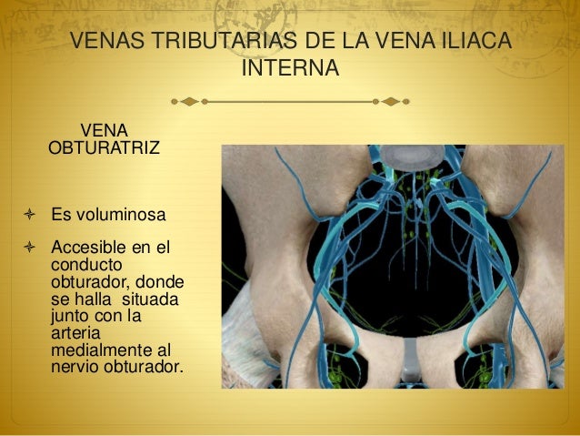 Funcion De La Vena Iliaca Externa www.slideshare.net