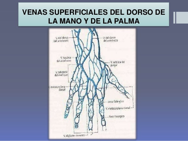 Venas del miembro superior