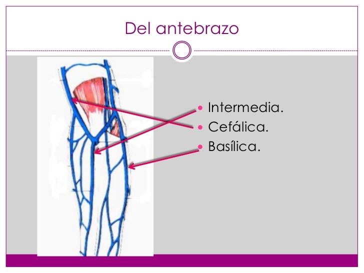 Equipo 5. Venas del miembro superior