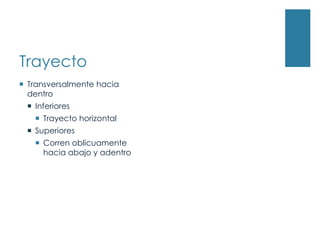 Trayecto
 Transversalmente hacia
  dentro
  Inferiores
    Trayecto horizontal
  Superiores
    Corren oblicuamente
     hacia abajo y adentro
 