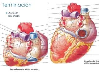 Terminación
  Auricula
   Izquierda
 