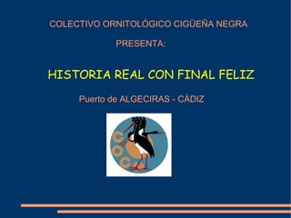 COLECTIVO ORNITOLÓGICO CIGÜEÑA NEGRA PRESENTA:  HISTORIA REAL CON FINAL FELIZ   Puerto de ALGECIRAS - CÁDIZ 