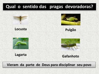 Locusta Pulgão
Lagarta Gafanhoto
Qual o sentido das pragas devoradoras?
Vieram da parte de Deus para disciplinar seu povo
 