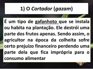 1) O Cortador (gazam)
É um tipo de gafanhoto que se instala
ou habita na plantação. Ele destrói uma
parte dos frutos apenas. Sendo assim, o
agricultor na época da colheita sofre
certo prejuízo financeiro perdendo uma
parte dela que fica imprópria para o
consumo alimentar
 
