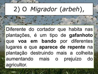 2) O Migrador (arbeh),
Diferente do cortador que habita nas
plantações, é um tipo de gafanhoto
que voa em bando por diferentes
lugares e que aparece de repente na
plantação destruindo mais a colheita
aumentando mais o prejuízo do
agricultor.
 
