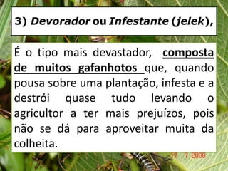3) Devorador ou Infestante (jelek),
É o tipo mais devastador, composta
de muitos gafanhotos que, quando
pousa sobre uma plantação, infesta e a
destrói quase tudo levando o
agricultor a ter mais prejuízos, pois
não se dá para aproveitar muita da
colheita.
 