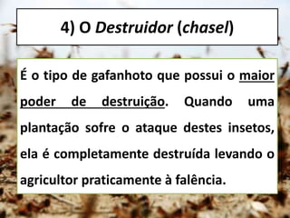 4) O Destruidor (chasel)
É o tipo de gafanhoto que possui o maior
poder de destruição. Quando uma
plantação sofre o ataque destes insetos,
ela é completamente destruída levando o
agricultor praticamente à falência.
 