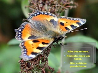 Não desanimes. Persista mais um tanto. Não cultives pessimismo. 