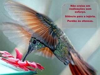 Não creias em realizações sem esforço. Silêncio para a injúria. Perdão às ofensas. 