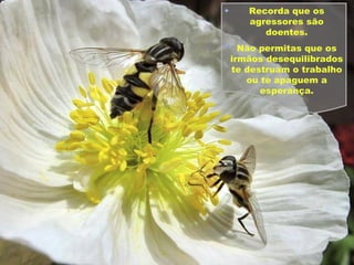 Recorda que os agressores são doentes. Não permitas que os irmãos desequilibrados te destruam o trabalho ou te apaguem a esperança. 