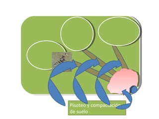 Pisoteo y compactación de suelo 