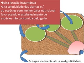 baixa lotação instantânea alta seletividade das plantas e / ou espécies com melhor valor nutricional favorecendo o estabelecimento de espécies não consumida pelo gado Pastagen senescentes de baixa digestibilidade 