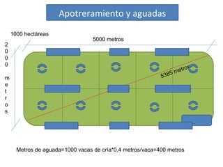 1000 hectáreas 5000 metros 2 0 0 0 m e t r o s 5385 metros Metros de aguada=1000 vacas de cría*0,4 metros/vaca=400 metros Apotreramiento y aguadas 