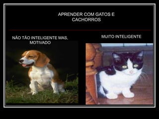 Um mundo novo de oportunidades