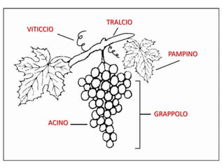 TRALCIOVITICCIOPAMPINOGRAPPOLOACINO
