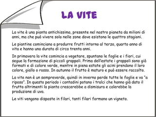 La viteLa vite è una pianta antichissima, presente nel nostro pianeta da milioni di anni, ma che può vivere solo nelle zone dove esistono le quattro stagioni.Le piantine cominciano a produrre frutti intorno al terzo, quarto anno di vita e hanno una durata di circa trenta anni.In primavera la vite comincia a vegetare, spuntano le foglie e i fiori, cui segue la formazione di piccoli grappoli. Prima dell’estate i grappoli sono già formati e di colore verde, mentre in piena estate gli acini prendono il loro colore, giallo o rosso. In autunno il frutto è maturo e può essere raccolto.La vite non è un sempreverde, quindi in inverno perde tutte le foglie e va “a riposo”. In questo periodo i contadini potano i tralci che hanno già dato il frutto altrimenti la pianta crescerebbe a dismisura e calerebbe la produzione di uva.Le viti vengono disposte in filari, tanti filari formano un vigneto.