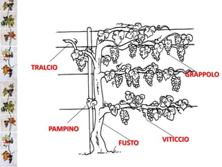 TRALCIOGRAPPOLOPAMPINOVITICCIOFUSTO