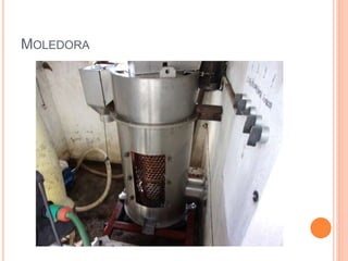 MOLEDORA
 
