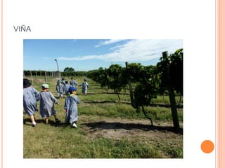VIÑA
 