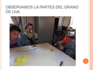 OBSERVAMOS LA PARTES DEL GRANO
DE UVA
 