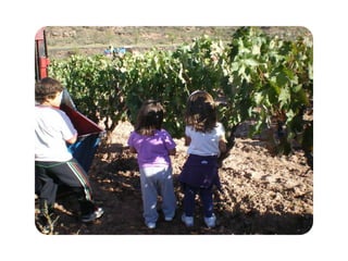 Vendimia 2012 (2)