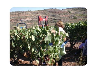 Vendimia 2012 (2)