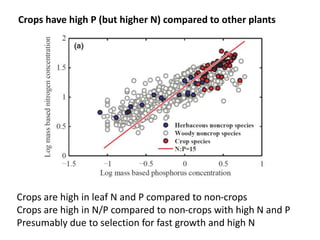 Crops have high P (but higher N) compared to other plants 
Crops are high in leaf N and P compared to non-crops 
Crops are high in N/P compared to non-crops with high N and P 
Presumably due to selection for fast growth and high N 
 