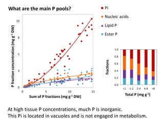 What are the main P pools? 
10 
8 
5 
3 
0 
0 5 10 15 
P fractions concentrations (mg g-1 DW) 
Sum of P fractions (mg g-1 DW) 
Pi 
Nucleic acids 
Lipid P 
Ester P 
1.0 
0.8 
0.6 
0.4 
0.2 
0.0 
<1 1-2 2-4 4-8 >8 
Total P (mg g-1) 
fractions 
At high tissue P concentrations, much P is inorganic. 
This 5 Pi is located in 10 vacuoles and is 15 
not engaged in metabolism. 
Sum of P fractions (mg g-1 DW) 
Pi 
Nucleic acids 
Lipid P 
Ester P 
Sum of P fractions (mg g-1 DW) 
P fraction concentration (mg g-1 DW) 
 