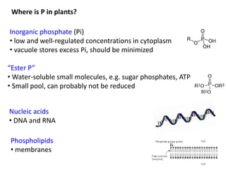 Where is P in plants? 
Inorganic phosphate (Pi) 
• low and well-regulated concentrations in cytoplasm 
• vacuole stores excess Pi, should be minimized 
“Ester P” 
•Water-soluble small molecules, e.g. sugar phosphates, ATP 
• Small pool, can probably not be reduced 
Nucleic acids 
• DNA and RNA 
Phospholipids 
• membranes 
 