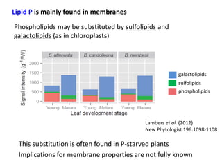 Lambers et al. (2012) 
New Phytologist 196:1098-1108 
Lipid P is mainly found in membranes 
Phospholipids may be substituted by sulfolipids and 
galactolipids (as in chloroplasts) 
galactolipids 
sulfolipids 
phospholipids 
This substitution is often found in P-starved plants 
Implications for membrane properties are not fully known 
 