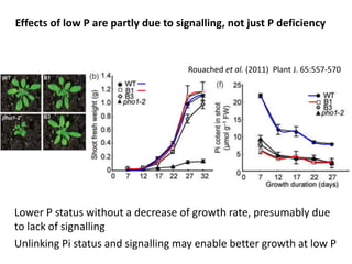 Effects of low P are partly due to signalling, not just P deficiency 
Rouached et al. (2011) Plant J. 65:557-570 
Lower P status without a decrease of growth rate, presumably due 
to lack of signalling 
Unlinking Pi status and signalling may enable better growth at low P 
 